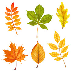 Watercolor  illustration of various autumn leaves. Beautiful  bouquet of yellow and red leaves, branches.