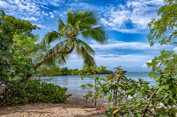 Obraz premium Grande anse des Salines en Martinique, Un coin de plage tropicale