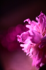 close up of a pink flower