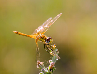 Dragonfly perching on a branch