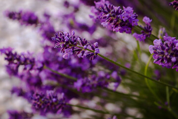 close up of lavender flowers