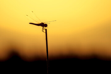 Fototapeta na wymiar Dragonfly backlit in a sunset