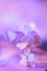 lilac flowers on a wooden background