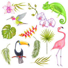 Watercolor marker tropical set of bird, chameleon, flowers and leaves. Toucan flamingo colibri birds, orchid flowers, banana flowers, philodendron, areca palm, fern frond, bamboo leaves. 