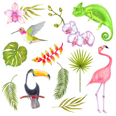 Naklejka premium Watercolor marker tropical set of bird, chameleon, flowers and leaves. Toucan flamingo colibri birds, orchid flowers, banana flowers, philodendron, areca palm, fern frond, bamboo leaves. 