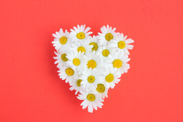 Composition with white chamomiles in the shape of a heart in the center of the red background. Top...