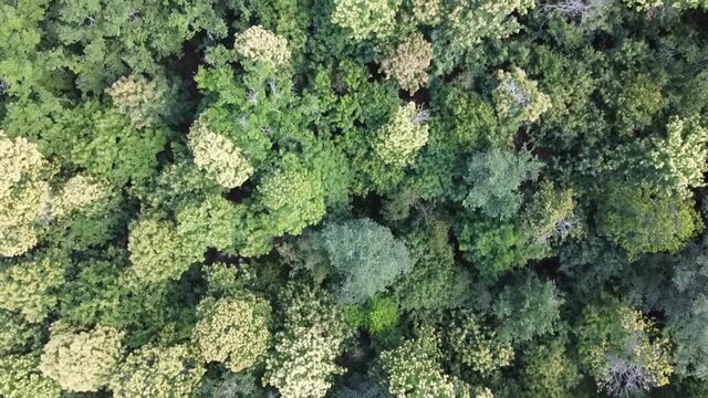 aerial map of a primary forest in central France