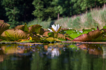 water lily in the pond