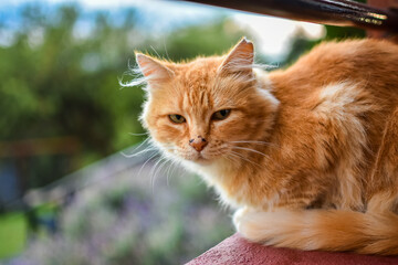Cat on wooden railing with trees in the background