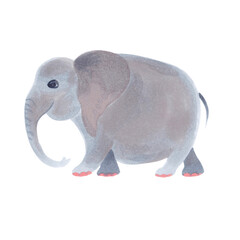 Watercolor cute realistic illustration of elephant.