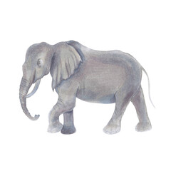 Fototapeta na wymiar Watercolor marker cute realistic illustration of African elephant.