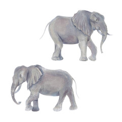 Watercolor marker cute realistic illustration of two African elephant.