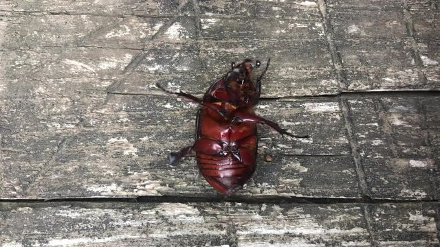 May bug on its back trying to roll over