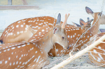 A herd of deer lies in the dunes