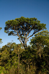 Typical Trees and Vegetation that can be found in the savannas or cerrados of Brazil 