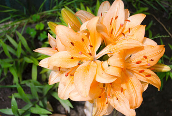 Fototapeta premium Lilies are blooming. Garden flowers, yellow lily, royal flower. Rural life. Summer beauties of the garden - royal lilies. View from the side and top.