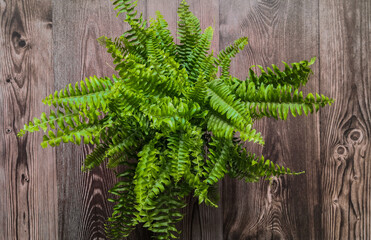 Boston fern plant (Nephrolepis cordifolia) shot on dark wooden surface. Top view, from above, flat lay. Botanical background. 