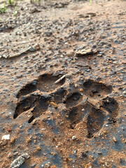Dog footprints over the sandbar.
