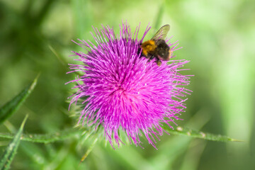 bee on a flower