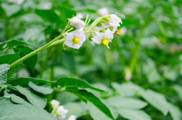 Flowering potato. Potato flowers blossom in sunlight grow in plant. White blooming potato flower on...