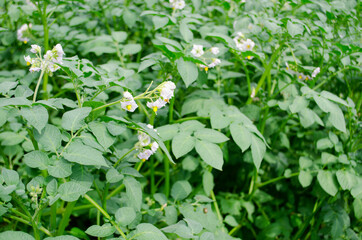 Flowering potato. Potato flowers blossom in sunlight grow in plant. White blooming potato flower on farm field. Close up organic vegetable flowers blossom growth in garden. Not Genetically engineered.