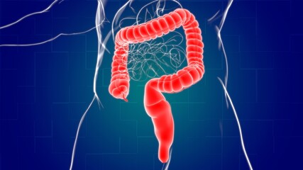 Large Intestine 3D Illustration Human Digestive System Anatomy