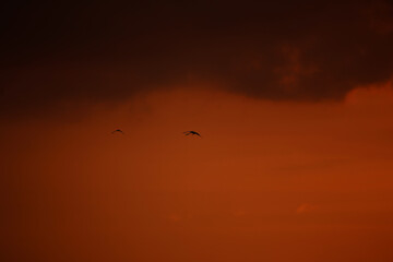 birds on sunset