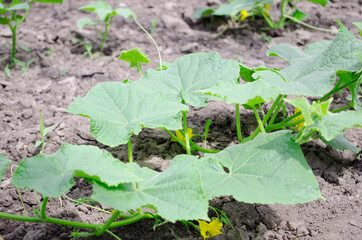 Flower of cucumber. Stalks of homemade cucumbers close-up. Rows of flowering cucumbers. Garden in the summer.