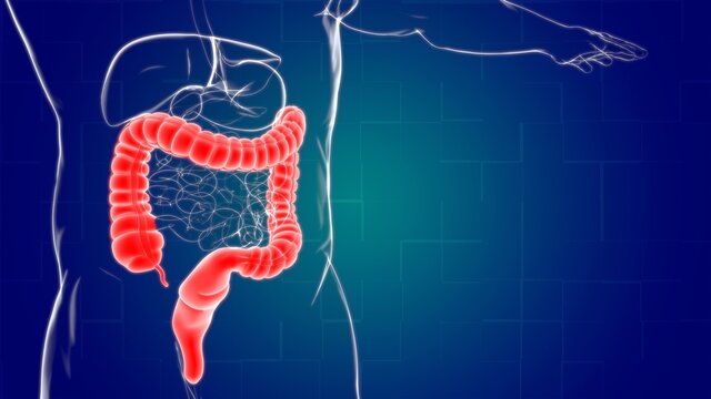 Large Intestine 3D Illustration Human Digestive System Anatomy