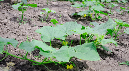 Flower of cucumber. Stalks of homemade cucumbers close-up. Rows of flowering cucumbers. Garden in the summer.