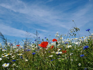 Sommerfeldblumen