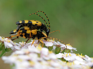 Vierbindiger Schmalbock bei der Paarung