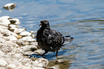 Pigeon. Dove. Beautiful pigeon close up. City birds.