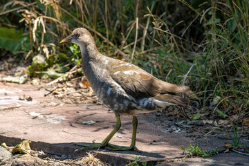 Eurasian common moorhen (Gallinula chloropus) also known as marsh hen