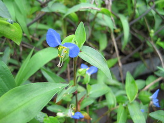 Obraz premium dayflower