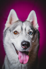 Husky with different eyes