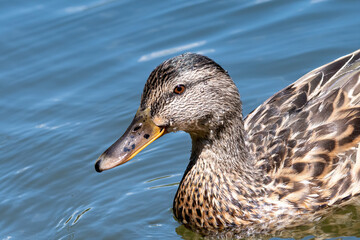 Young Female Mallard duck, mallard, eurasian wild duck, Anas platyrhynchos.