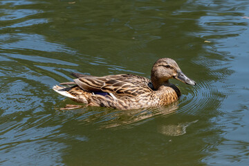 Obraz premium Young Female Mallard duck, mallard, eurasian wild duck, Anas platyrhynchos.
