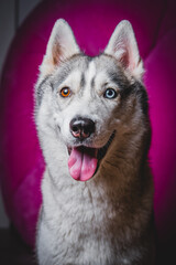 Husky with different eyes