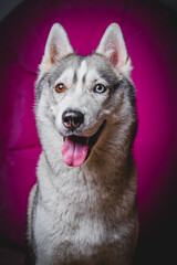 Husky with different eyes