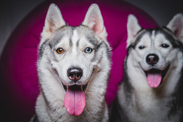 Husky with different eyes