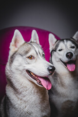 Husky with different eyes