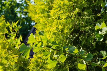Obraz premium Ginkgo tree (Ginkgo biloba) or ginkgo. Bright green new leaf on blurry background of golden foliage of Thuja occidentalis Aurea. Selective close-up. Fresh wallpaper nature concept. Place for your text