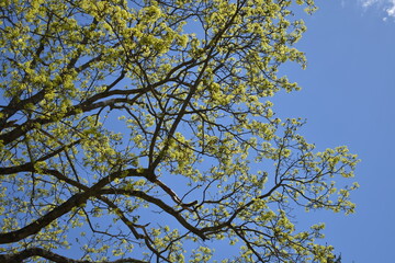 tree branches against blue sky