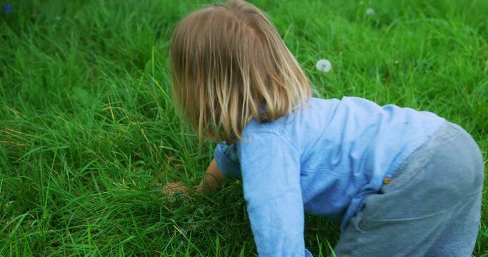 Little preschooler picking dandelions ina meadow