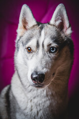 Husky with different eyes
