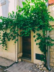Fototapeta na wymiar door and ivy