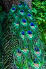 Close-up of a peacock's tail. Feathers on the tail of a peacock. Colors of nature