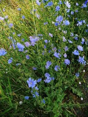 flowers in the garden