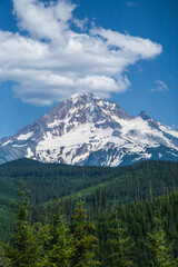 Fototapeta premium Looking east at the west slopes of Mt Hood, from the Lolo pass road